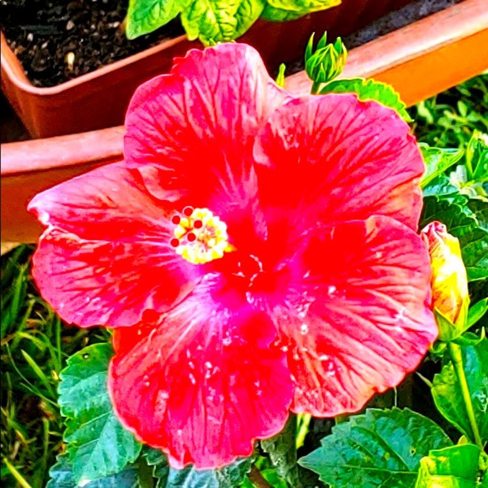 Meet your Posher, Queen